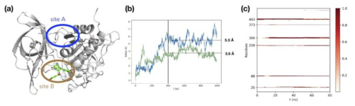 (a) Suggested docking positions of a Catechin ligand to the Cathepsin C protein and its (b) root-mean-squared distances during dynamics simulations and (c) heatmap representation for active docking sites