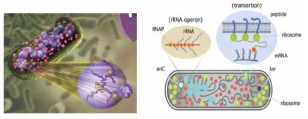 Bacterial chromosome and molecular crowding/clustering