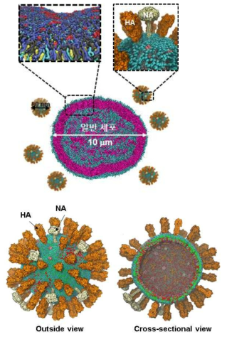 Detail of normal cells and cancer cells