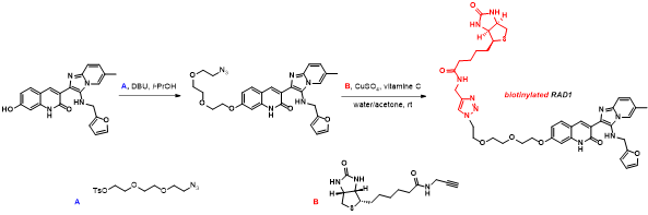 Biotin-RAD1 conjugate의 합성