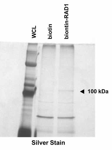 Biotin-RAD1 conjugate를 이용한 단백질 동정