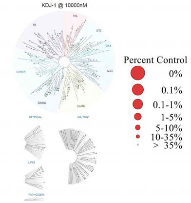 Human kenome phylogenetic tree