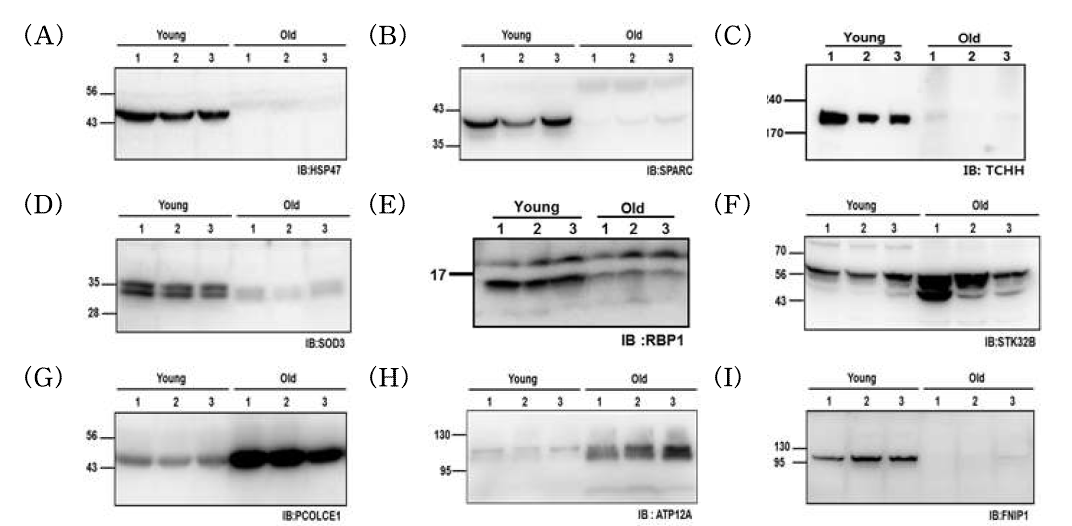 자연 노화 마우스 모델의 피부 조직에서 표적 유전자 후보들의 western blot을 통한 단백질 발현 분석