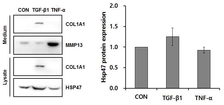 NIH3T3 세포에서 신호분자 처리에 따른 HSP47 발현 변화 분석