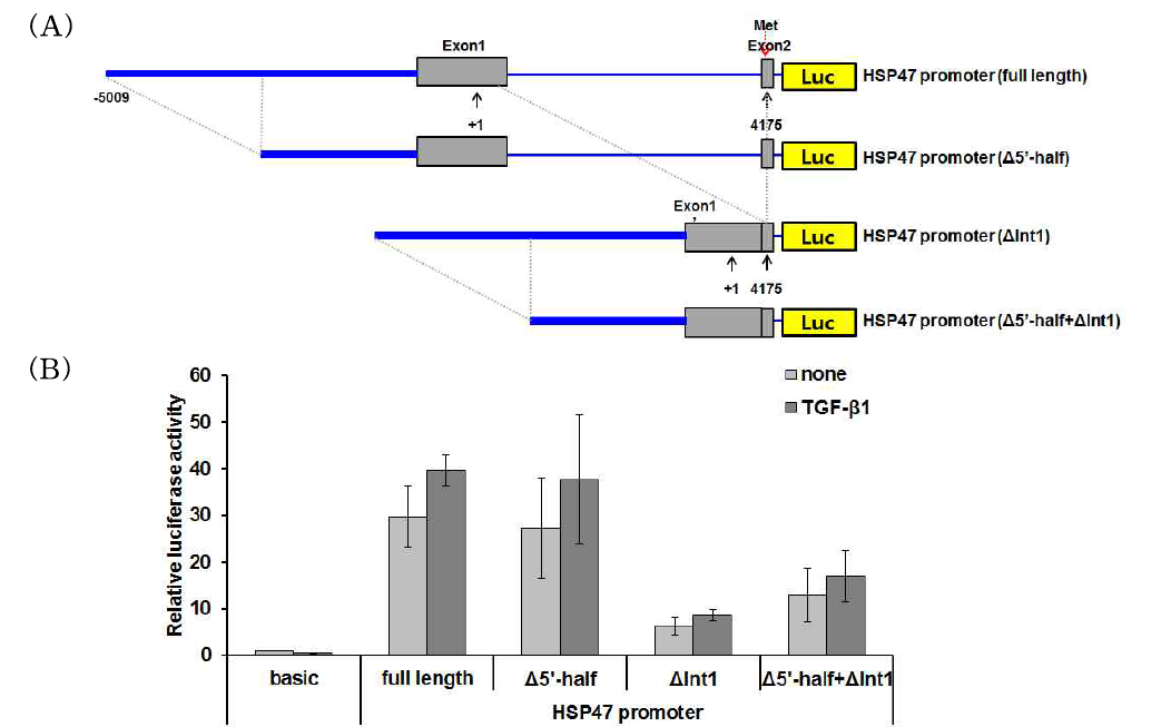 NIH3T3 세포주에서 TGF-β1과 TNF-α 처리에 따른 human HSP47 promoter 활성 변화 분석