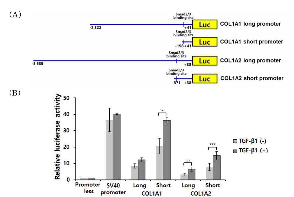 COL1A1 및 COL1A2 promoter-luciferase construct의 제작 및 활성 분석