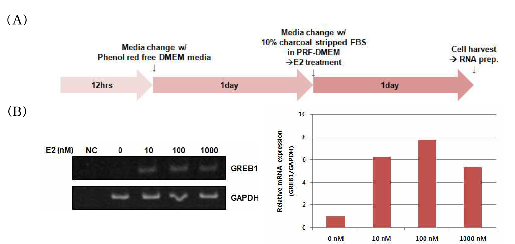 유방암 유래 MCF-7 세포에서 estrogen 농도에 따른 GREB1 mRNA 발현의 변화 분석