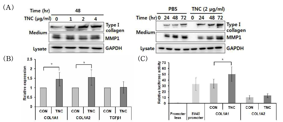 사람 포피 섬유아세포에서 TNC에 의한 type I collagen 생성과 마우스 배아의 섬유아세포인 NIH3T3 세포에서 type I collagen 프로모터의 활성 분석
