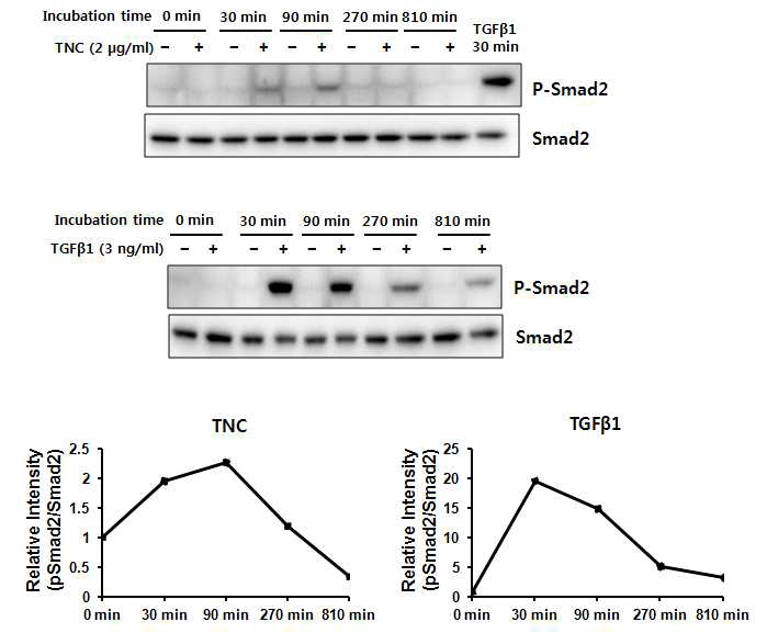 사람 포피 섬유아세포에서 TNC에 의한 Smad2 인산화 분석