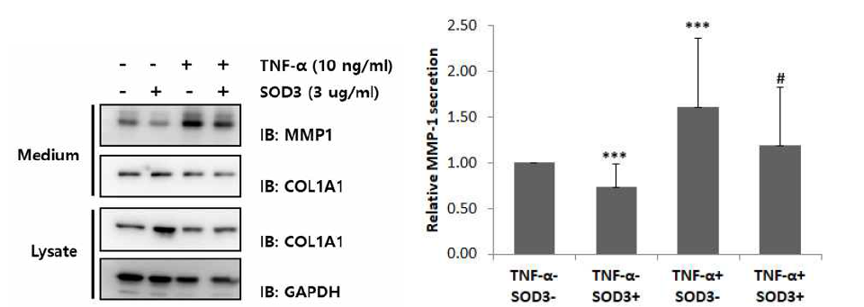 인체 포피 유래 섬유아세포에서 SOD3에 의한 MMP-1 발현 분석