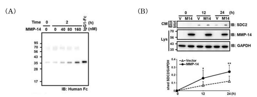 MMP-14의 기질로써 syndecan-2의 절단 분석