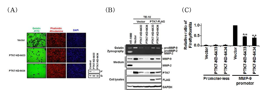 PTK7 knockdown에 의한 MMP-9 활성, MMP-9 분비, MMP-9 전사 활성 변화 분석