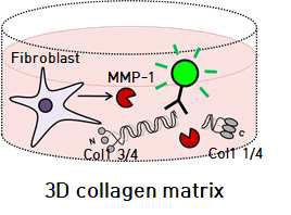 생체 진피를 모사하는 collagen 3D matrix 조건에서 type I collagen 분해 분석 모식도
