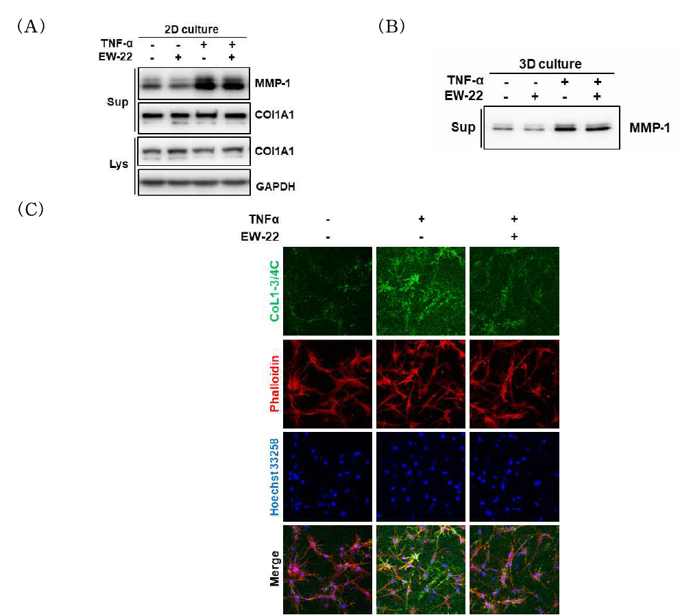 인체 포피 섬유아세포에서 순수 화합물 EW-22가 TNF-α에 의해 유도되는 MMP-1의 발현 및 생체 모방 조건에서 type I collagen 분해에 미치는 영향 분석