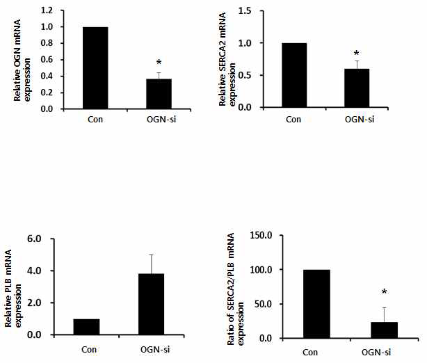 Osteoglycin 감소에 따른 SERCA2/PLB 의 발현비율 변화