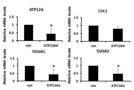 ATP12A의 발현이 감소하면 TGF-β receptor 1,2 와 Procollagen 합성도 감소함