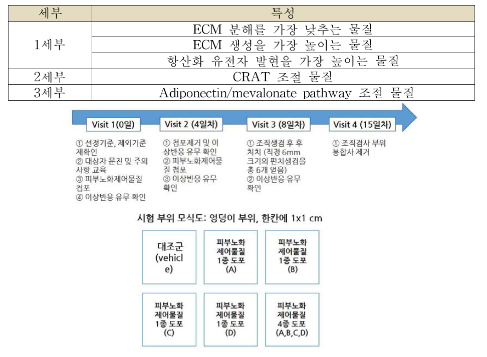 피부 노화제어물질 인체피부 임상연구 모식도