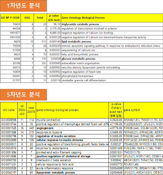 피부 노화 마이크로어레이 데이터에서 노화 여성 피부에서 증가한 유전자에 대하여 1차년도와 5차년도에 각각 GOBPEA 분석한 결과의 비교