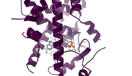 triptophanylphosphotyrosine과 PPARγ (PDB ID: 3S9S)의 AutoDock 시뮬레이션 결과