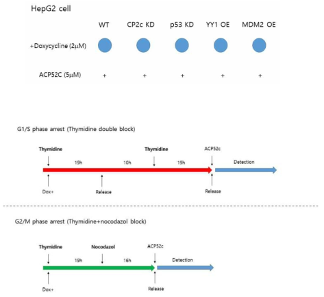 Liver cancer HepG2 세포주의 thymidine double block (G1/S phase arrest), thymidine/nocodazol block (G1/S phase arrest) 두가지 방법을 통해 ACP52C의 효과를 확인하고자 실험법을 구축