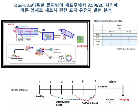 Liver cancer HepG2 돌연변이 세포주 YY1 overexpression 세포 (YY1 OE), MDM2 overexpression 세포 (MDM2 OE), CP2c knockdown 세포 (CP2c KD), p53 knockdown 세포 (p53 KD)의 펩타이드 ACP52C 처리 후 HTS imaging 장비인 operetta를 이용 CP2c 전사활성 및 비의존적 경로의 후보 조절인자들의 발현 양상의 변화 관찰
