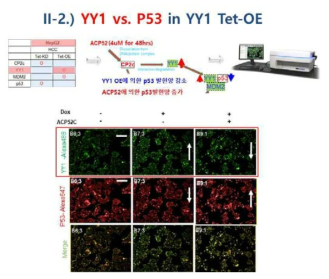 Liver cancer HepG2 YY1 overexpression 세포 (YY1 OE)에서 펩타이드 ACP52C 처리후 YY1, p53 발현 측정(Doxycycline 2ug/ul, ACP52C 4uM 농도 처리)