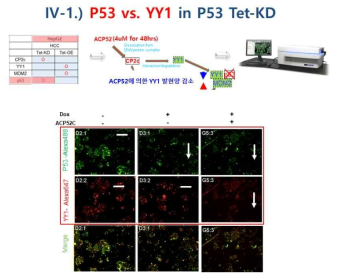 Liver cancer HepG2 p53 knockdown 세포 (p53 KD)에서 펩타이드 ACP52C 처리후 p53, YY1 발현 측정(Doxycycline 2ug/ul, ACP52C 4uM 농도 처리)