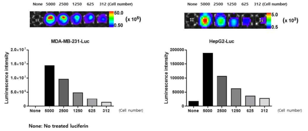 간암(HepG2), 유방암 세포주(MDA-MB-231) 각각에 Luc-reporter를 발현시키는 In vivo xenograft를 이용할 수 있는 stable cell lines 제작 및 In vitro bioluminescence 활성 측정 분석