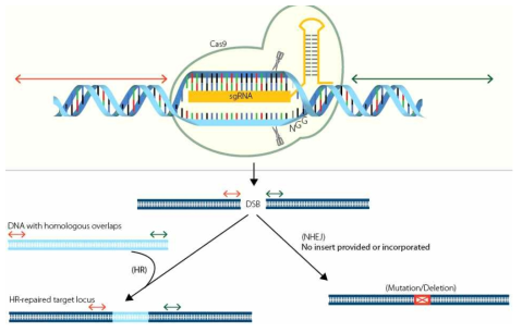 CRISPR 시스템을 이용한 유전자교정 (출처 : Integrated DNA Technologies, Inc. [US])
