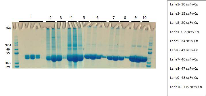 항 MERS-CoV scFv human Ckappa 융합 형태의 재조합 단백질의 SDS-PAGE