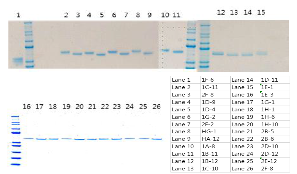 항 ZIKV scFv 인간 Ckappa 융합 형태의 재조한 단백질의 SDS-PAGE