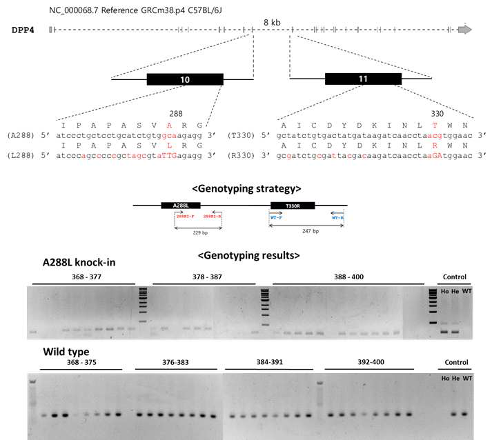 유전자 치환법을 사용한 메르스코로나바이러스 감염 쥐모델 구축