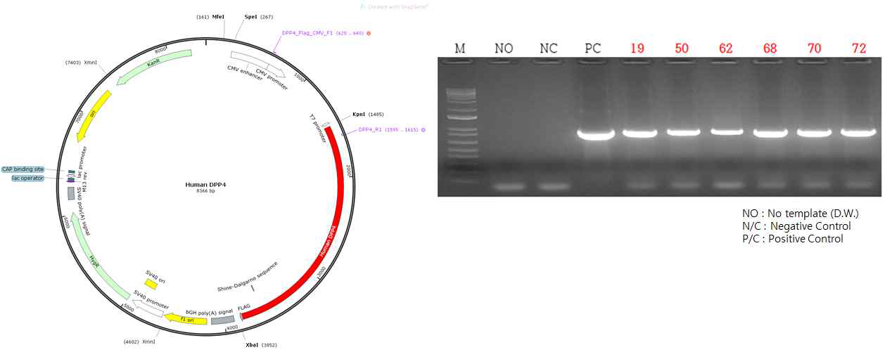 Microinjection을 통한 hDPP4 TG 감염 쥐모델의 확립