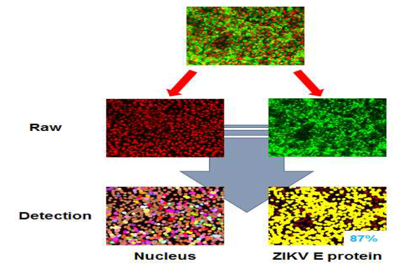 이미지 분석 프로그램을 이용한 ZIKV 감염도의 수치화