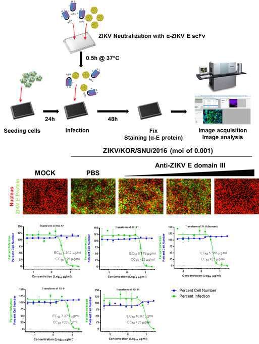 ZIKV 중화항체 스크리닝 모식도와 유효 항체의 농도반응곡선