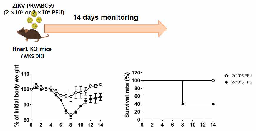 Viral load에 따른 Ifnar1 KO mice의 몸무게 및 사망률 측정