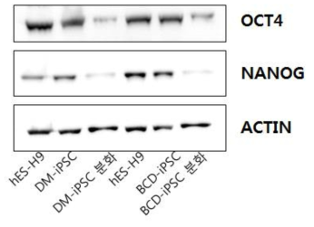 각 역분화 줄기세포에 대한 전분화능 특이 단백질 확인 (Western blot)