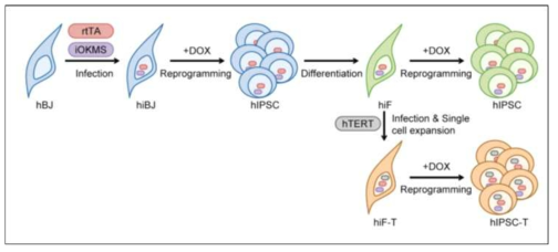 human inducible fibroblasts-like cell 제작 과정 (참고문헌)