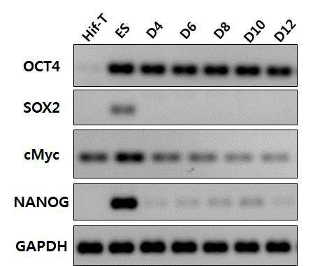 DOX에 의해서 Yamanaka 4 factor 발현 양상 확인. RT-PCR 분석