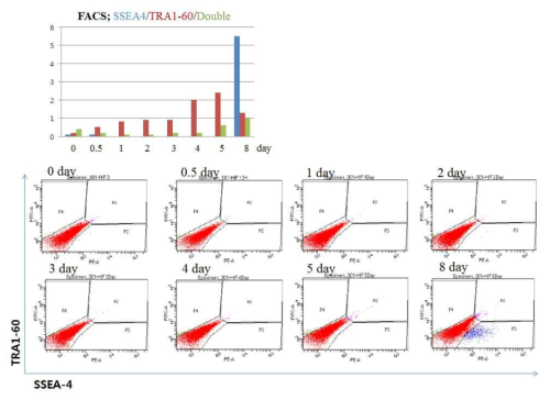 DOX에 의해서 전분화능 특이 세포막 단백질 발현 양상 확인. FACS 분석. SSEA-4는 역분화 초기 표적 인자이고, TRA1-60는 역분화 말기 표적인자 인자임