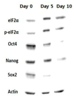 각 분화 시기 별 미분화 마커/UPR 단백질 확인 (Western blot)