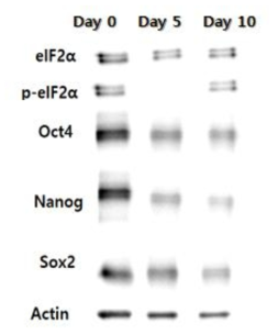 hiPSC-CMC3 각 분화 시기 별 미분화 마커/UPR 단백질 확인 (Western blot)