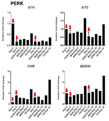 각 분화 시기 별 UPR (PERK)유전자 확인 (qRT-PCR)