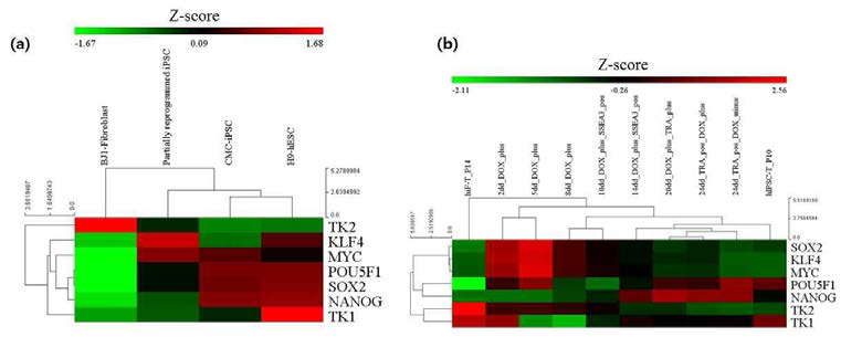 역분화 과정에서 미토콘드리아 대사 유전자 변화 (a) BJ1, partially reprogrammed iPSC, iPSC, H9-hESC의 전사체 분석결과에서 TK1, TK2, yamanaka factor, 미분화 유전자 발현 확인. (b) secondary reprogramming system (hiF-T 세포) 에서 TK1, TK2, yamanaka factor, 미분화 유전자 발현 (GEO: GSE62777)