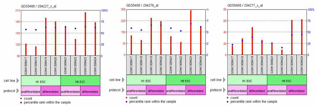 기존 데이터베이스에 공개된 DB를 바탕으로 미분화 세포 (H1/H9)와 분화된 세포에서 TK2 유전자 발현을 확인 함 (GEO ID : 125123975, 125124024, 125124025)