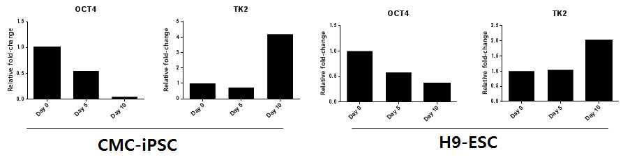iPS (CMC)와 hESC (H9)에서 분화에 따른 OCT4와 TK2 발현을 qRT-PCR로 확인 함