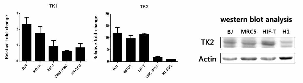 fibroblast와 전분화능 줄기세포 (iPS (CMC)와 hESC (H9))에서 TK1과 TK2 발현을 qRT-PCR과 Western blot로 확인 함