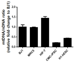 각 세포에 대한 mtDNA/nDNA ratio. 전분화능 줄기세포에서 mtDNA가 상대적으로 낮게 발현됨