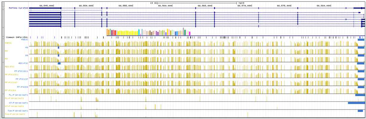 전분화능 줄기세포와 fibroblast에서 TK2-promoter region 에 나타난 methylation 비교 (http://smithlabresearch.org/software/methbase/)