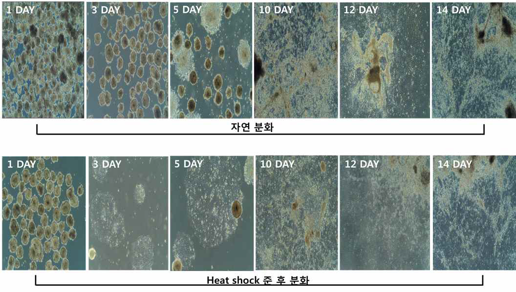 열스트레스 후 분화 과정에 있는 세포 형태 비교